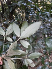Englerophytum natalense