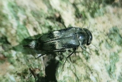 Tomoxia bucephala