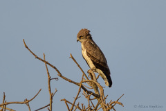Circaetus beaudouini