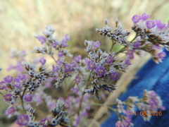 Limonium caspium