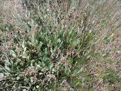 Atriplex verrucifera
