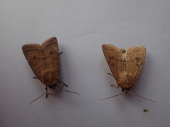 Hoplodrina octogenaria