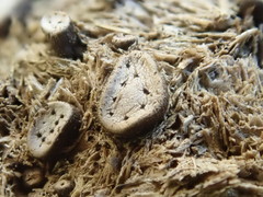 Poronia erici