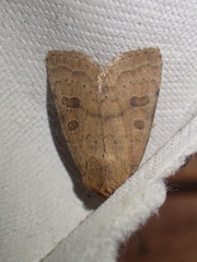 Hoplodrina octogenaria