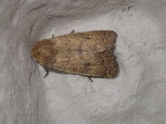 Hoplodrina octogenaria