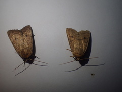 Hoplodrina octogenaria