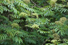 Sambucus adnata