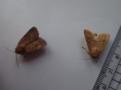 Hoplodrina octogenaria