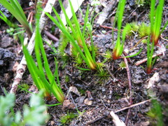 Centrolepis aristata