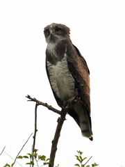 Beaudouin's Snake-Eagle photo 3