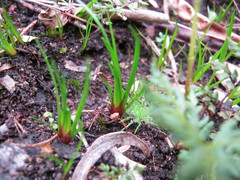 Centrolepis aristata