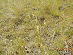 Dianthus leptopetalus