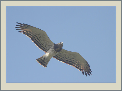 Beaudouin's Snake-Eagle