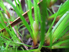 Centrolepis aristata