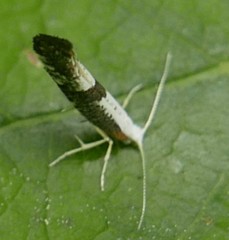Argyresthia spinosella
