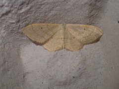 Idaea deversaria