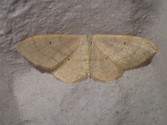 Idaea deversaria