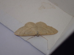 Idaea deversaria