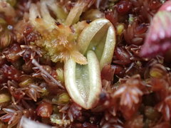 Pinguicula villosa