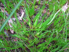 Centrolepis aristata