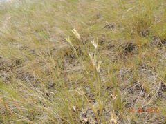 Dianthus leptopetalus