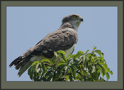 Beaudouin's Snake-Eagle