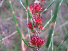 Allocasuarina striata