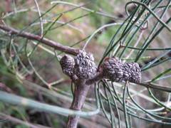 Allocasuarina striata