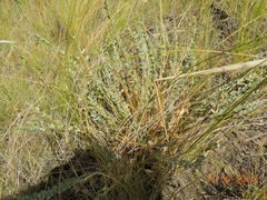 Astragalus buchtormensis