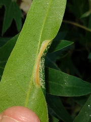 Phyllonorycter platani
