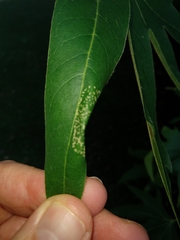 Phyllonorycter platani