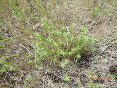 Galatella biflora