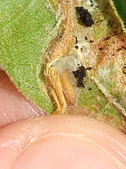 Phyllonorycter platani