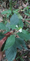 Yeatesia viridiflora