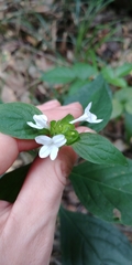 Yeatesia viridiflora