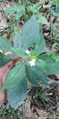 Yeatesia viridiflora