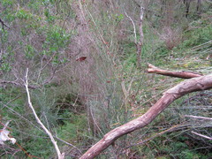 Allocasuarina striata