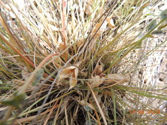 Astragalus buchtormensis