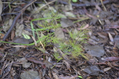 Caustis blakei