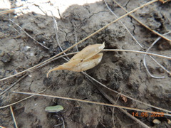 Astragalus buchtormensis