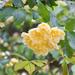 Yellow Lady Banks' Rose - Photo (c) Biopix, some rights reserved (CC BY-NC)