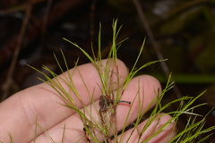 Caustis blakei