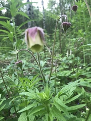 Geum rivale