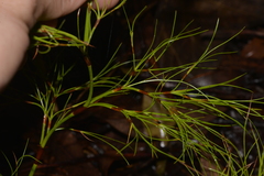 Caustis blakei