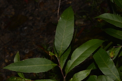 Elaeocarpus reticulatus