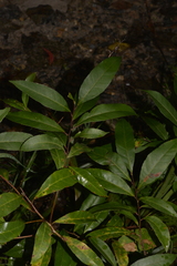 Elaeocarpus reticulatus