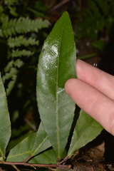Elaeocarpus reticulatus