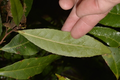 Elaeocarpus reticulatus