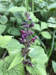 Stachys sylvatica