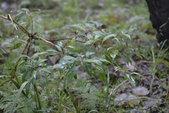Elaeocarpus reticulatus